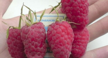 Jak můžete krmit maliny během zrání bobulí, kvetení a plodů?